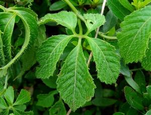 Порно әжелер 80