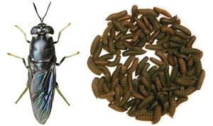 Моншадағы жалаңаш әйелдер видео