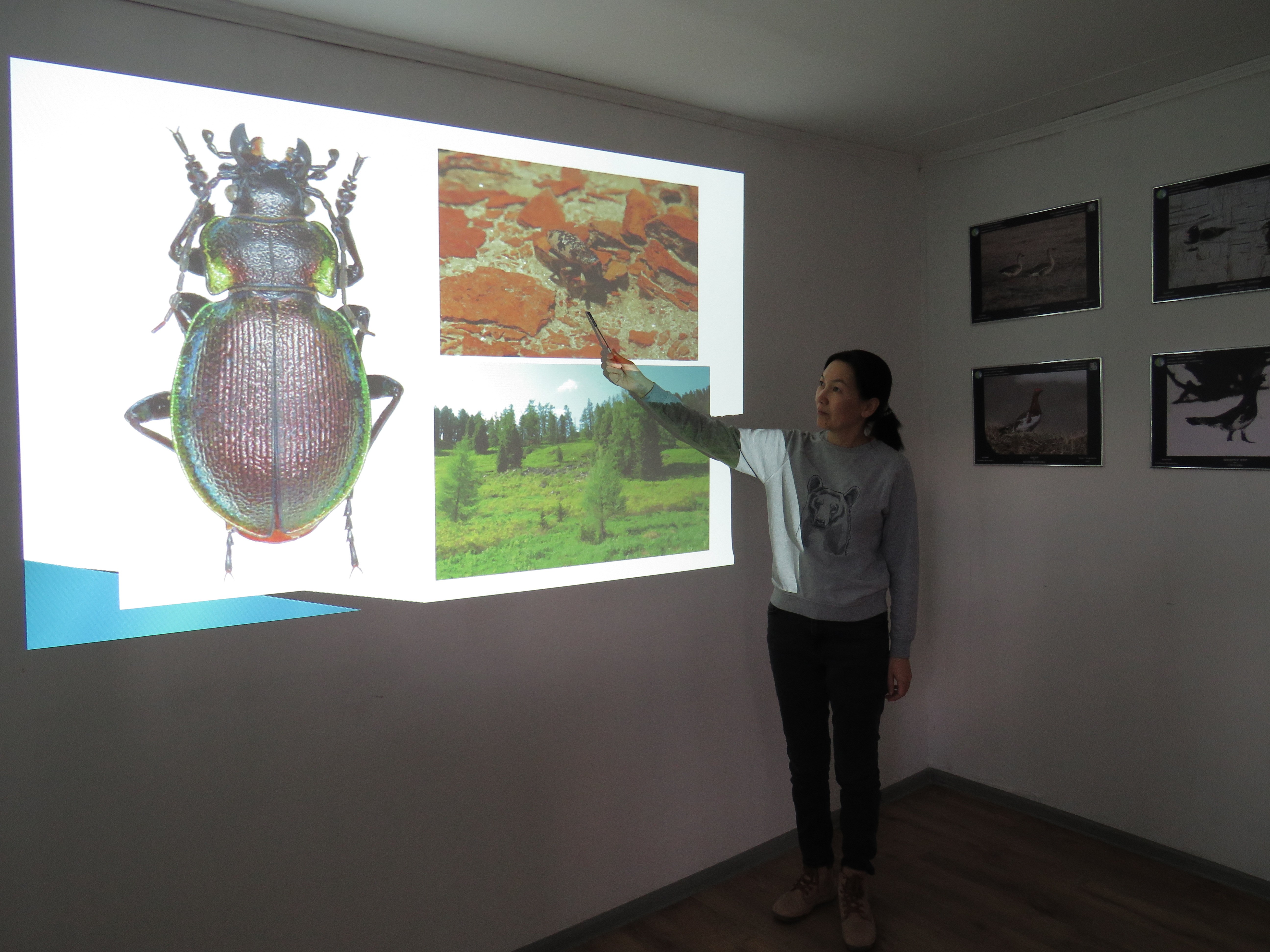 Жесткокрылые насекомые (Insecta, Coleoptera) Катон-Карагайского государственного национального природного парка