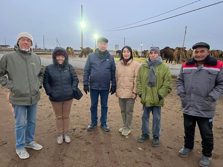 Scientific trip to the camel breeding of Daulet-Beket limited liability company in the ethnographic and ethnoecological directio