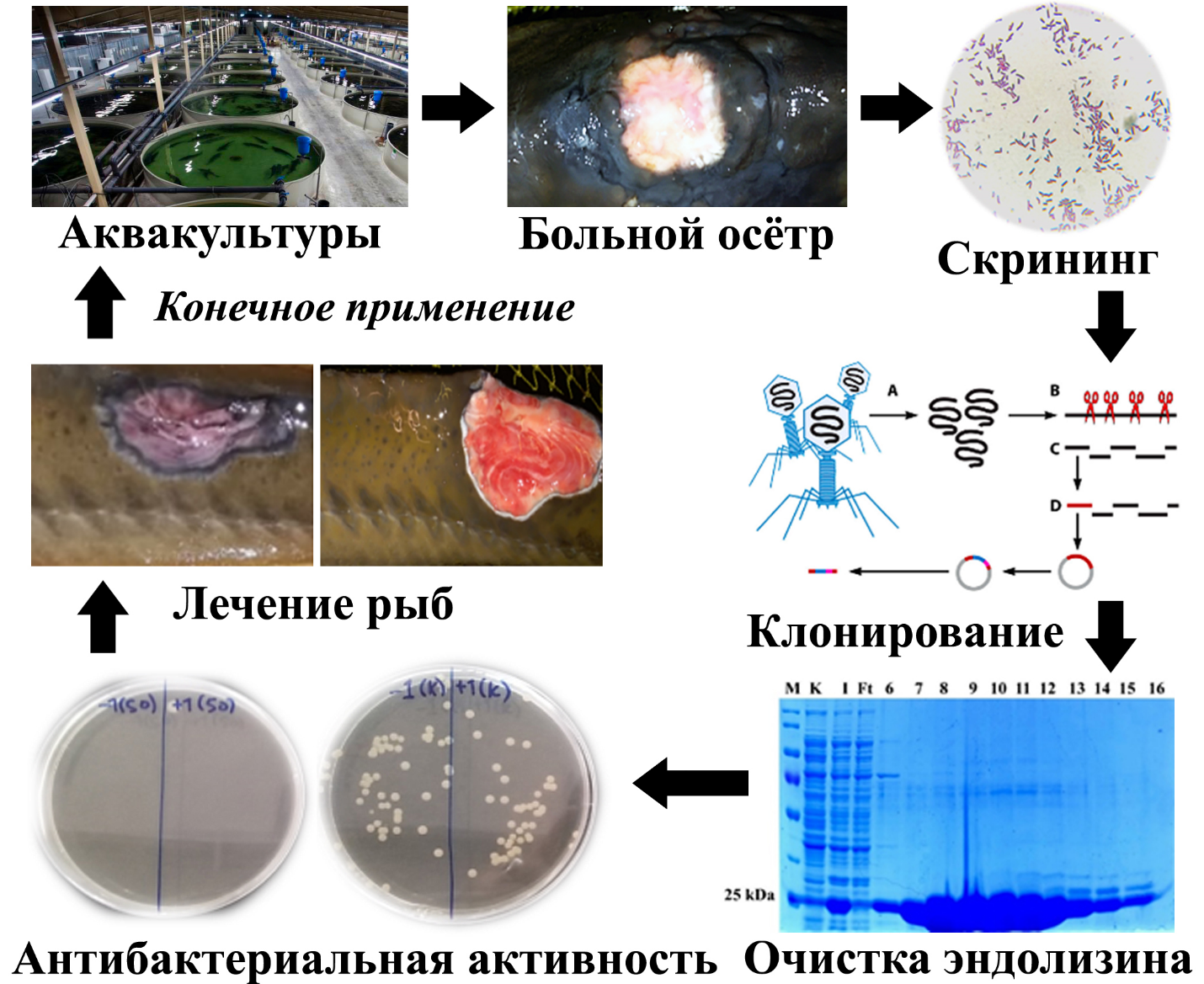 Professor of the Department of Molecular Biology and Genetics A.K. Bisenbaev implemented a project to develop chimeric endolysins of bacteriophages to combat multidrug-resistant pathogens of sturgeon fish.