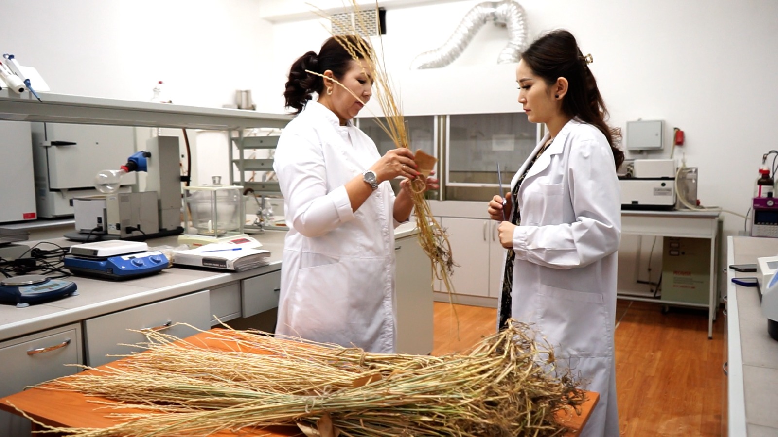 KazNU scientist brings perennial wheat to market